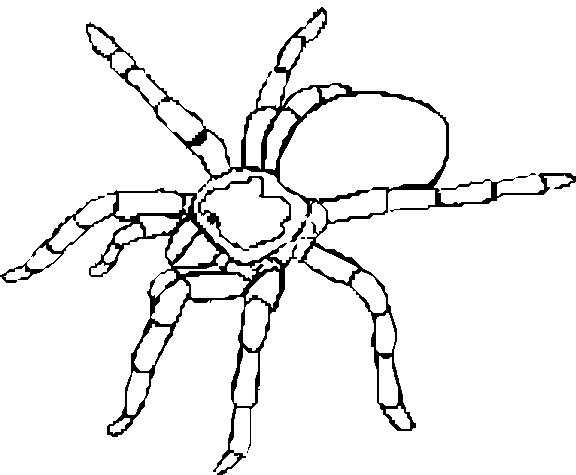 Arañas 4