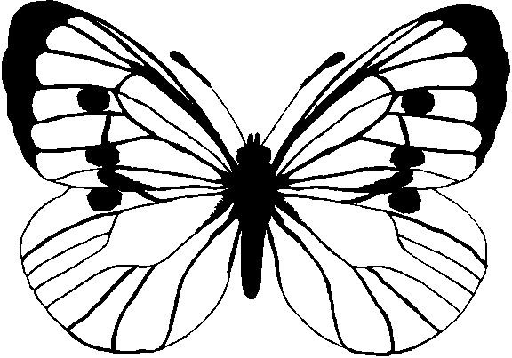 Mariposas 5