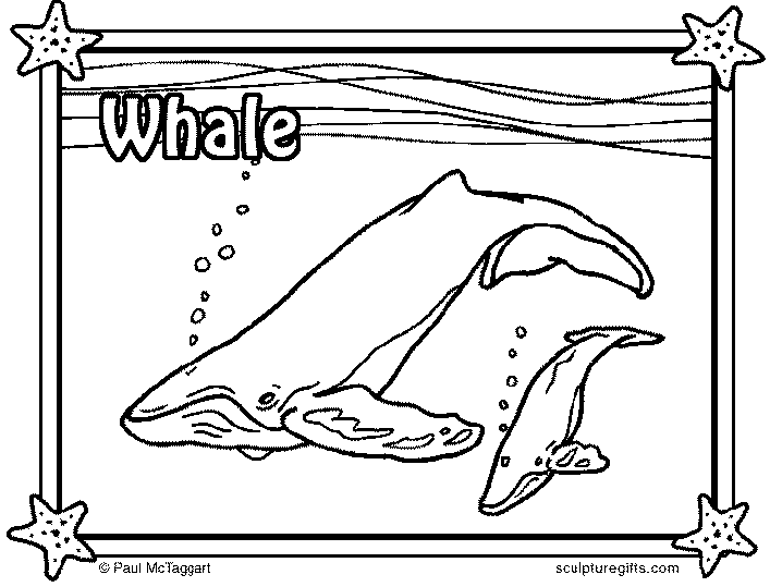 Ballenas 3