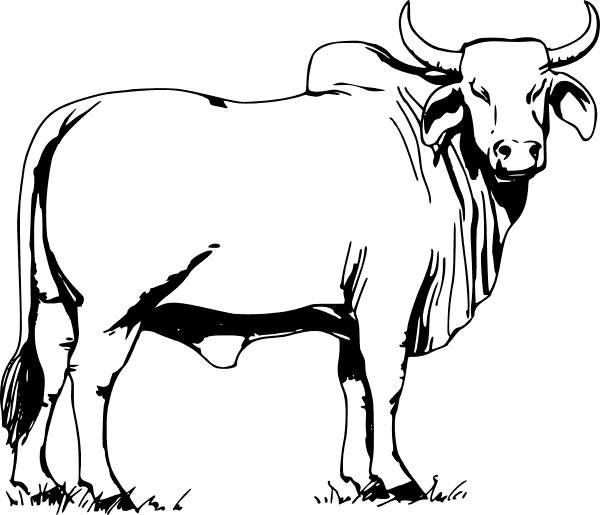 Vacas y Toros 6 | Dibujos para Colorear 24