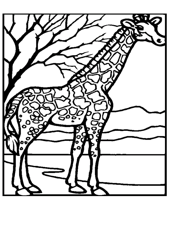 Girafas 11