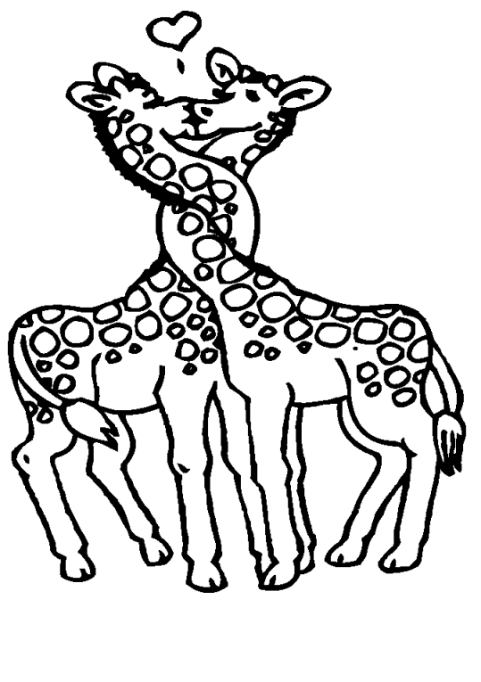 Girafas 13
