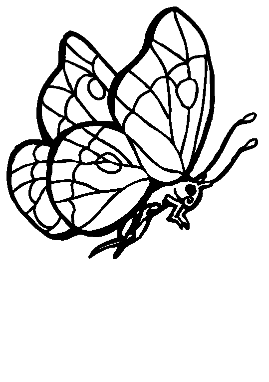 Mariposas 28