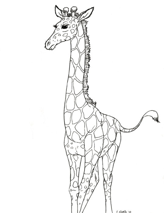 Girafas 14