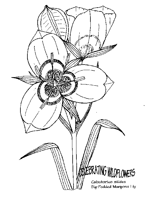 Flores 35