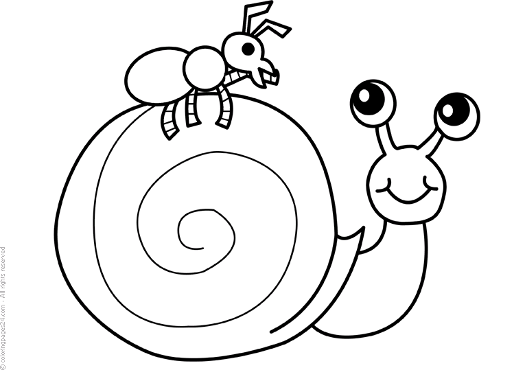 Caracoles 5