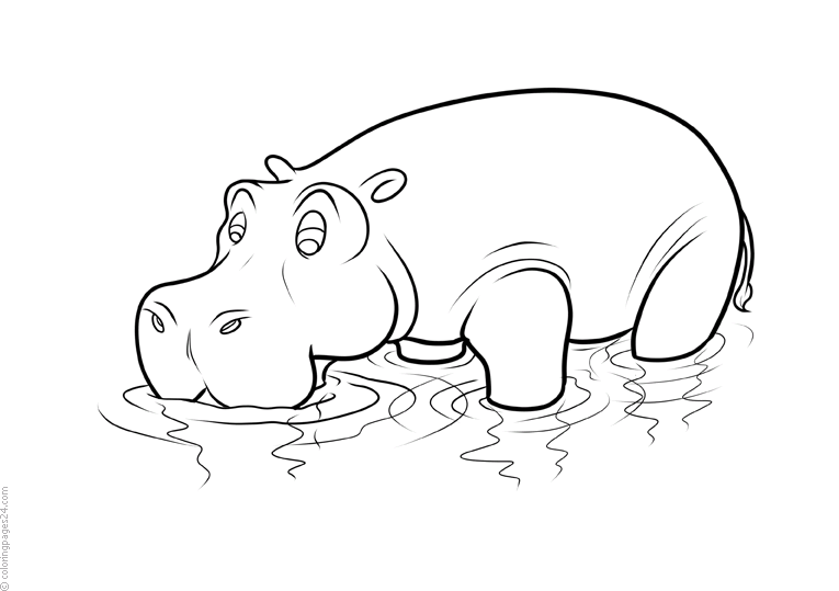 Hipopotamos 9