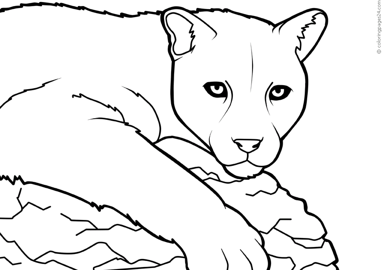 Empleador Desnatar para castigar Pumas 2 | Dibujos para Colorear 24