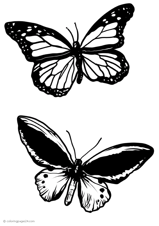 Mariposas 35