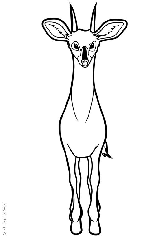 Antilopes 5