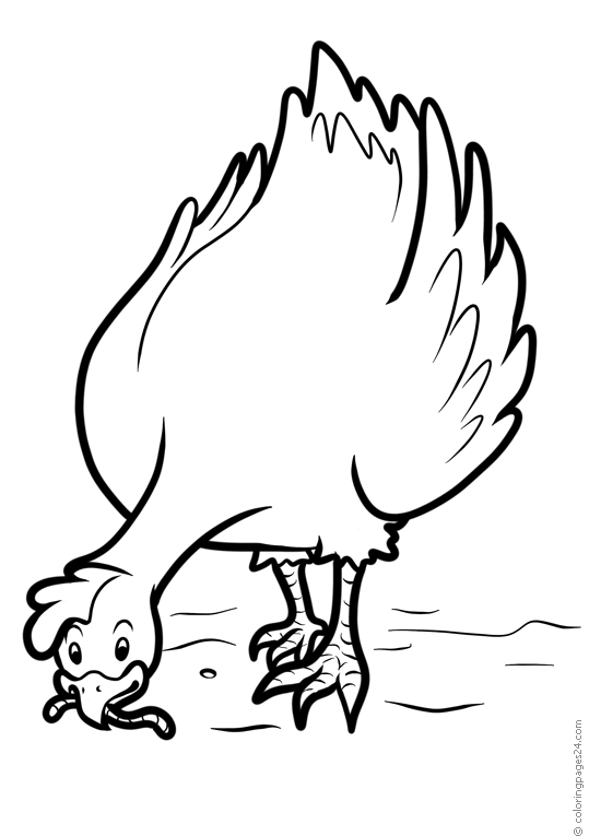 Pollos y Gallinas 9