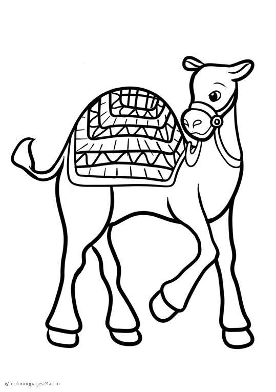 Camello 6