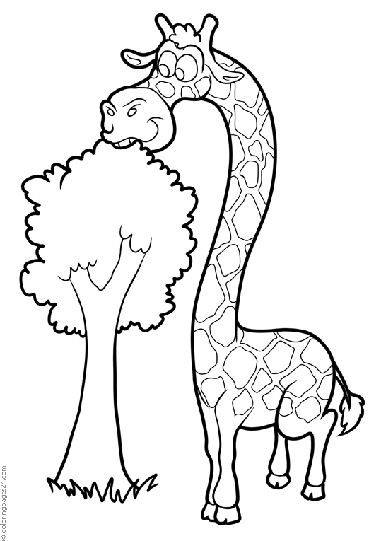 Girafas 19