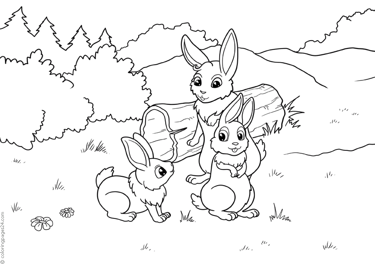 Conejos 17