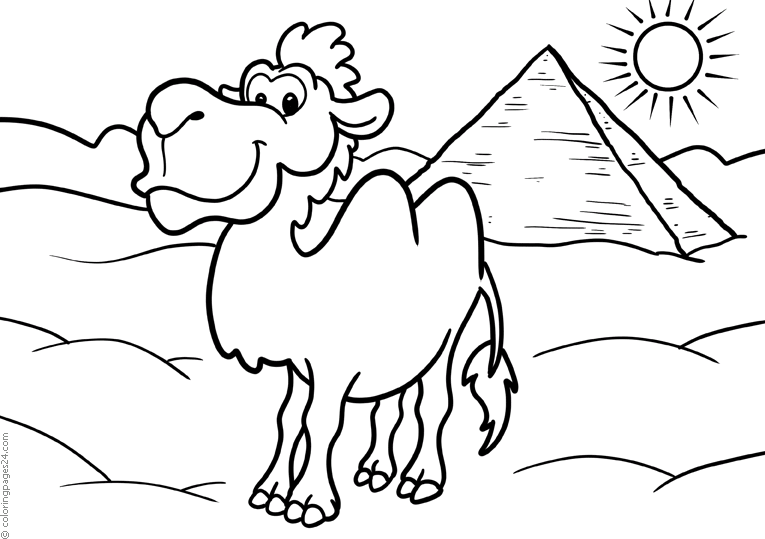 Camello 7