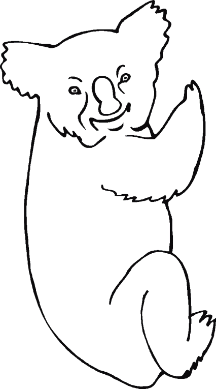 Osos Koala 1