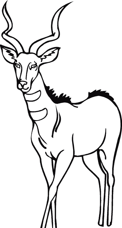 Antilopes 1