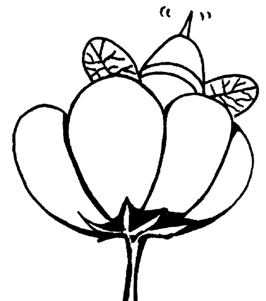 Avejas 6