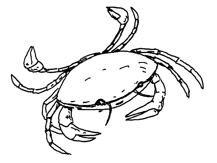 Mariscos 39