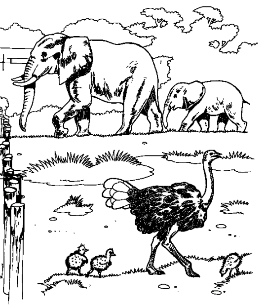 Otros Animales 50