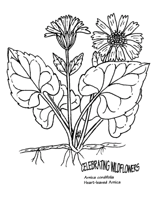 Flores 24