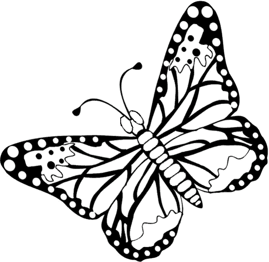 Mariposas 17
