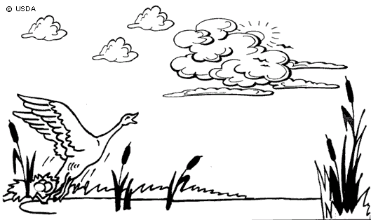 Pajaros 10