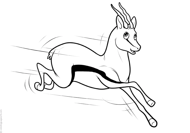 Antilopes 2