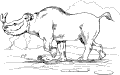 Otros Animales - 40
