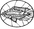 Pescados - 67